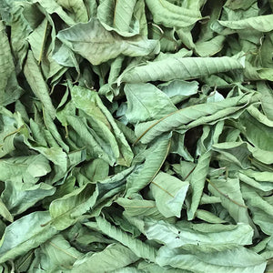 Freshly picked wild red heart guava leaves, guava leaves, naturally sun-dried