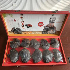 Northeast specialty red Ganoderma lucidum gift box wild Ganoderma lucidum purple Ganoderma lucidum