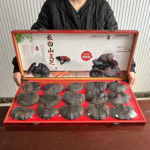 Northeast specialty red Ganoderma lucidum gift box wild Ganoderma lucidum purple Ganoderma lucidum